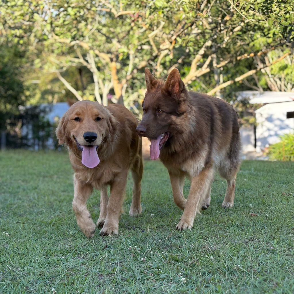 Adiestramiento canino en El Retiro Antioquia en entorno campestre