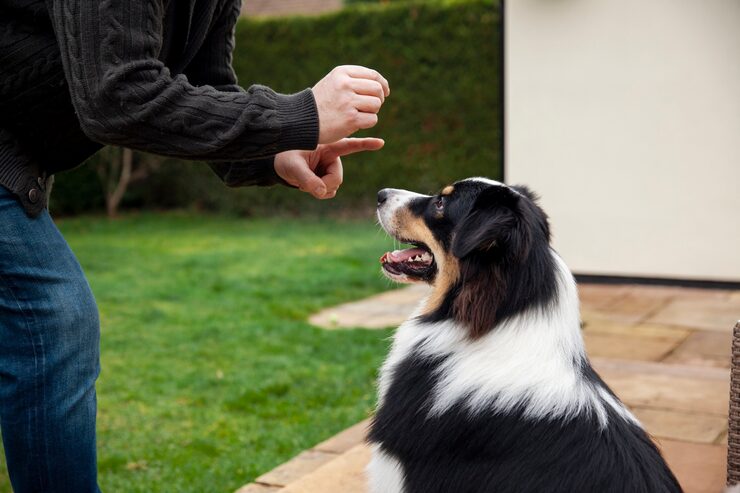 adiestramiento canino refuerzo positivo Colombia