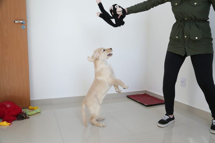 hiperactividad en perros