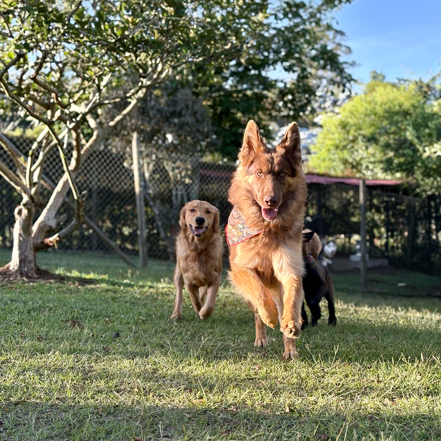 Problemas de comportamiento en perros: cuándo el entrenamiento canino es la mejor solución