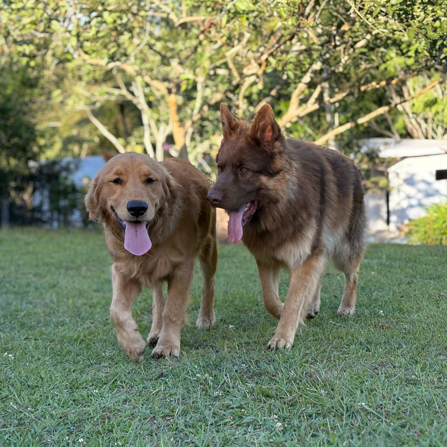 Guardería canina en Rionegro: cómo elegir un lugar seguro para dejar a tu perro