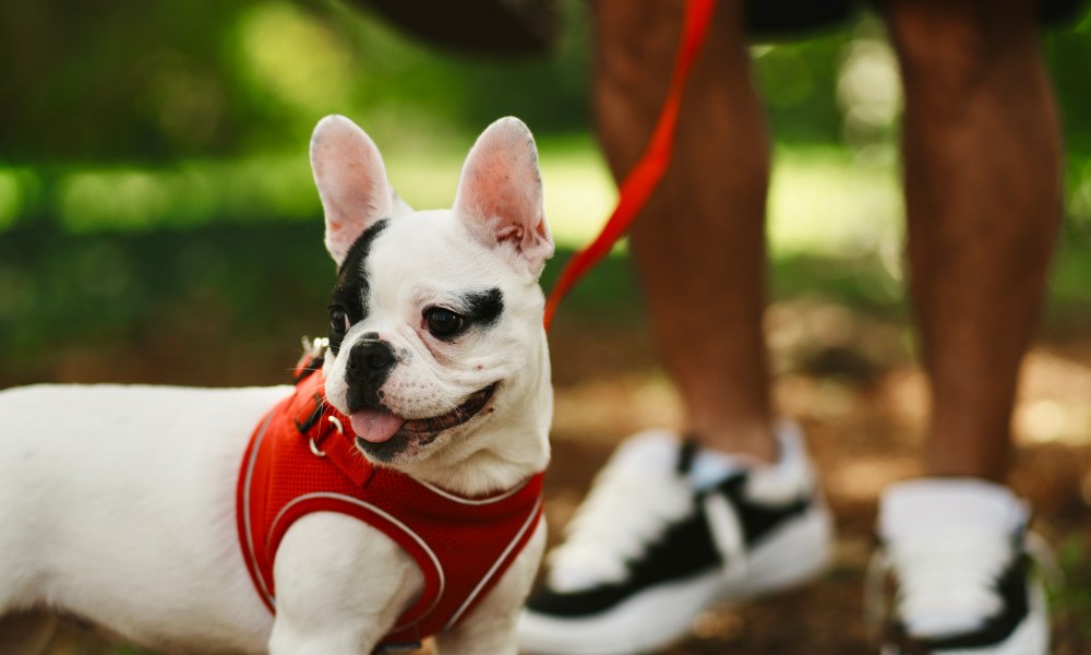 Cachorro con arnés durante entrenamiento y socialización