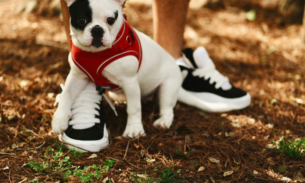 Cachorro aprendiendo hábitos de paseo con su familia