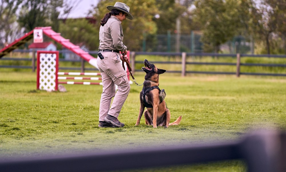 Adiestramiento canino en Belén Medellín con entrenador y perro