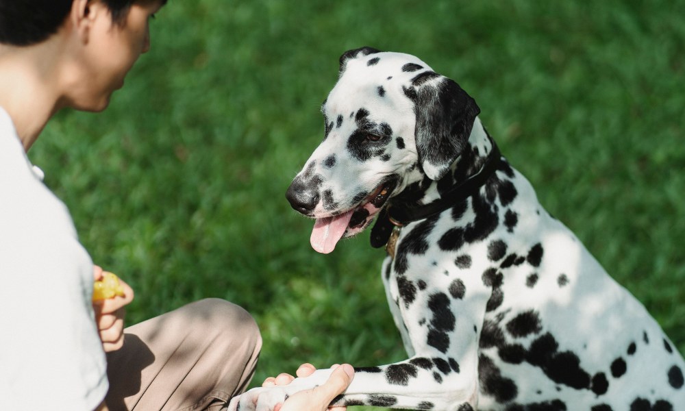 Ejercicio de obediencia canina con refuerzo positivo