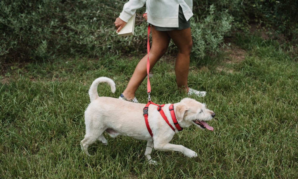 Paseo canino con correa y entrenamiento en Guayabal Medellín