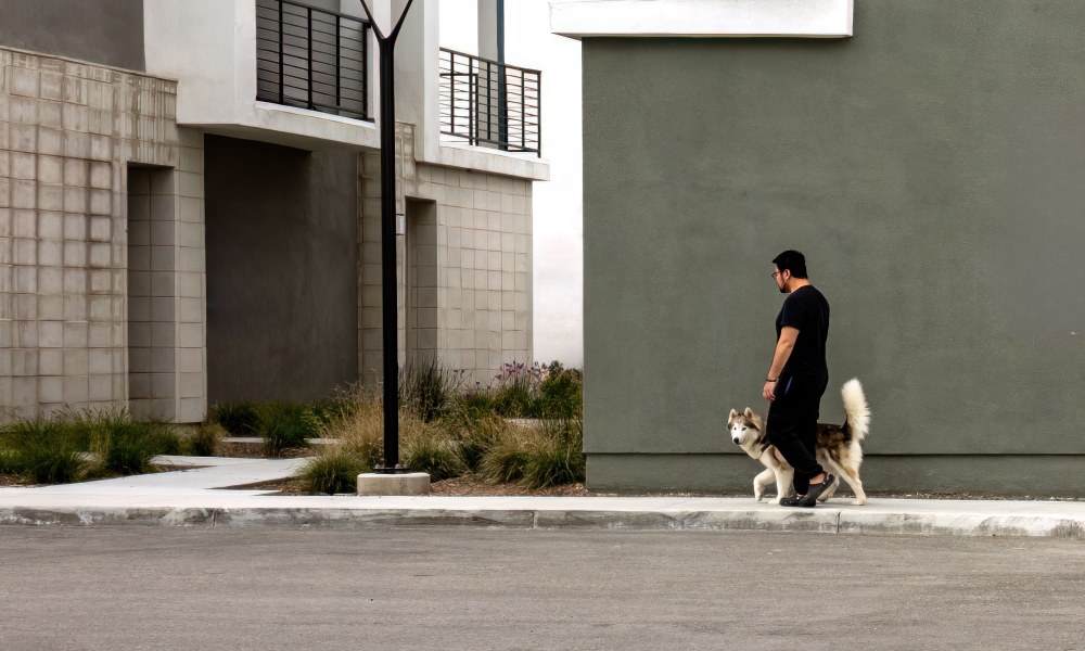 Perro caminando junto a su guía en zona urbana residencial