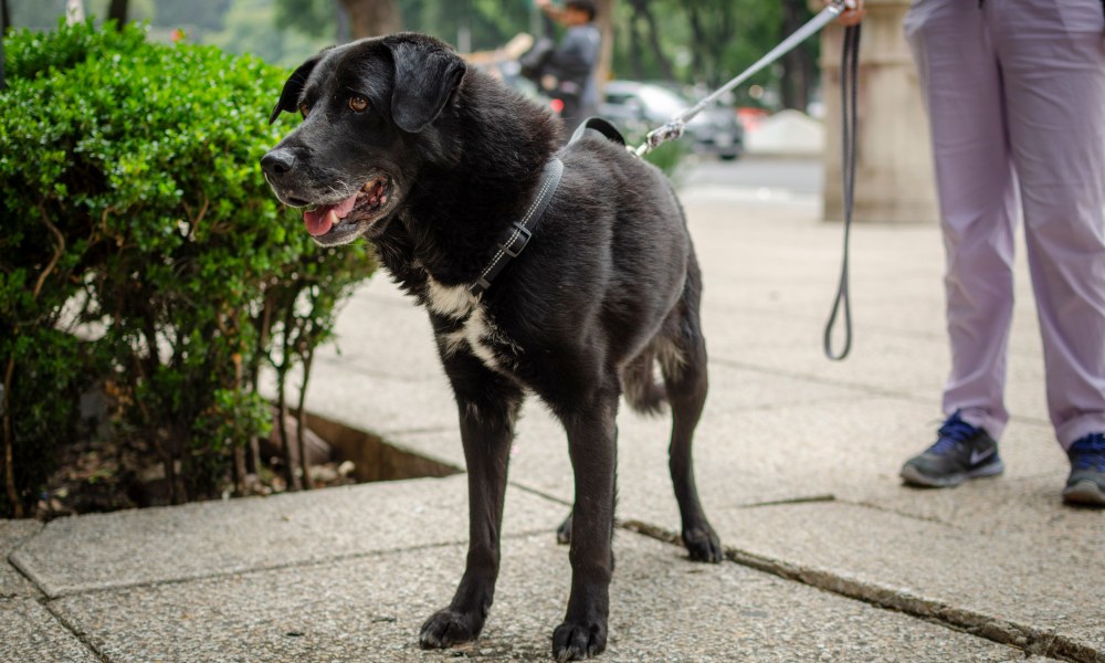 Perro con correa durante entrenamiento urbano en Laureles Medellín