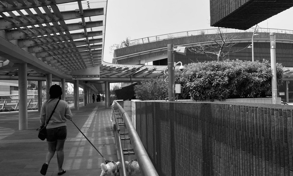 Paseo de perro en entorno urbano y residencial
