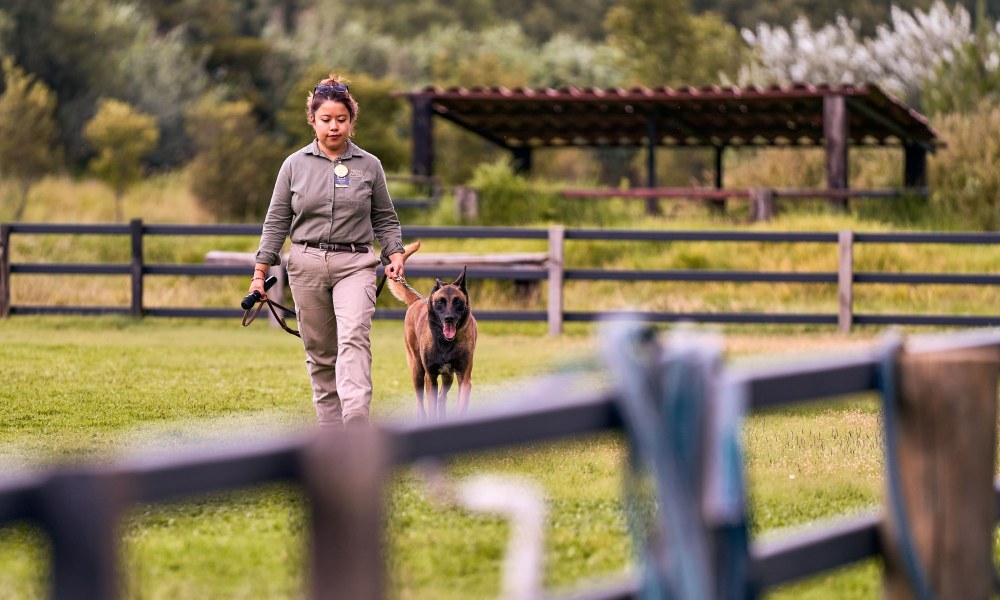 Entrenamiento de obediencia para perro en entorno controlado