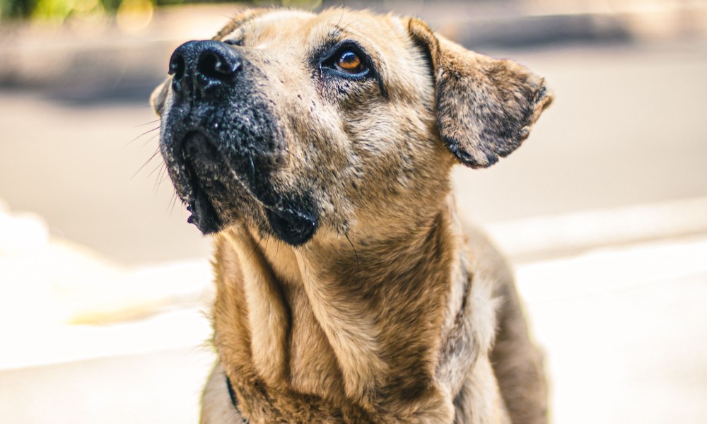 Perro urbano atento durante paseo en El Poblado Medellín
